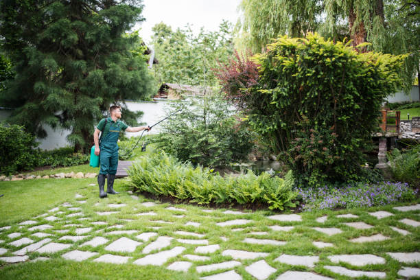 Best Ant Control Services  in Mclendon Chisholm, TX