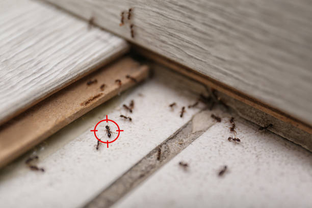 Best Emergency Pest Control  in Mclendon Chisholm, TX