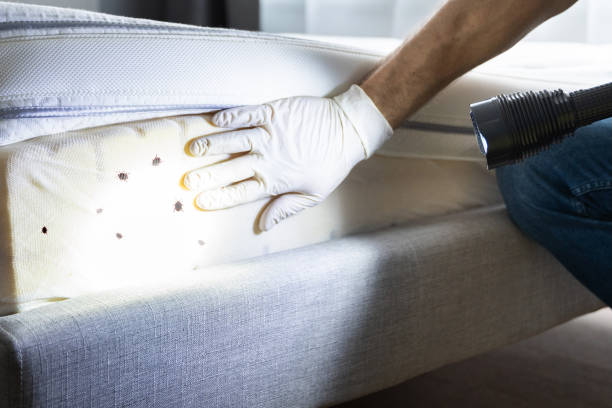 Best Pest Control Near Me  in Mclendon Chisholm, TX